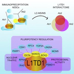 The L1TD1 protein interactome reveals the importance of post-transcriptional regulation in human pluripotency